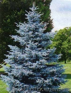 Ялинка голуба,  саженці,  ель голубая,  новорічна ялинка #790898