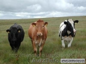  Круный рогатый скот  живым весом по оптовым ценам #799379
