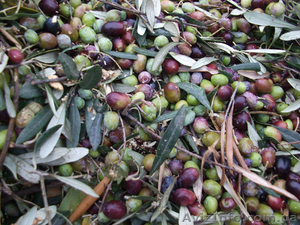 Оливковое масло #789548