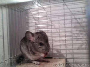 продам шиншила мальчугана #794879