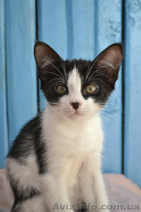 Кошечка в хорошие руки #788716