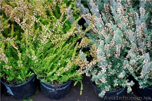 Многолетники оптом на весну 2013 года  #785306