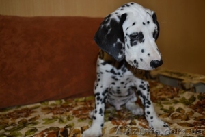 Далматин не оставит равнодушным. #783270