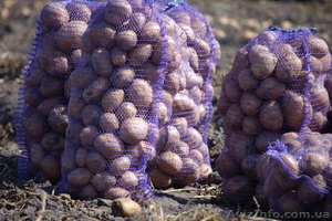 Картофель оптом в Сумской области #790485