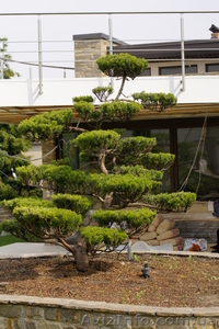 Японские бонсаи и ниваки #785298
