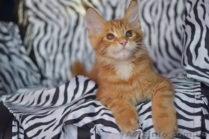 Котята мейн куна! #797300