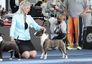 Предлагаются кпродаже щенки Миниатюрного Бультерьра.  #798364