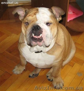Английский бульдог ищет добрую,  заботливую,  любящую хозяйку.  #799045