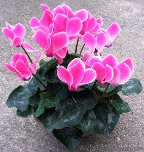 Семена цикламена  #785140