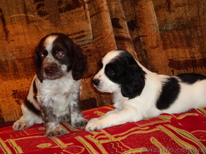 Щенки русского охотничьего спаниеля!!!!!! #794434