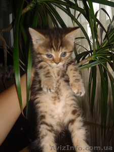 замечательные плюшевые шотландцы #783727