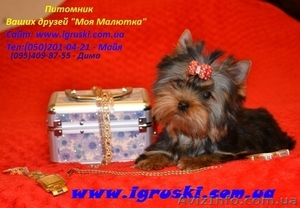 Элитные щеночки йоркширского терьера шоу-класса. #784698