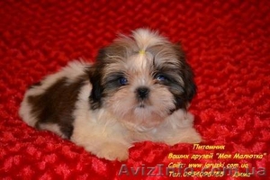 Кукольные щеночки ши-тцу! #787174