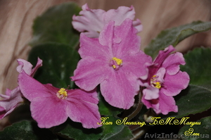 Детки сортовых фиалок 5 - 10 грн. #786333