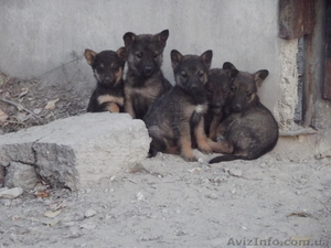 Срочно,  спасите щенков! Отдам бесплатно! #784795