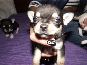  щеночки чихуахуа #787023