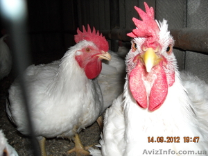 продам инкубационное и столовое яйцо перепелов  #785450