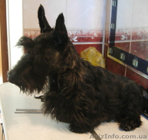 щенок шотландского(скотч) терьера #788076