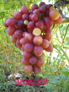 саженцы  винограда #795658