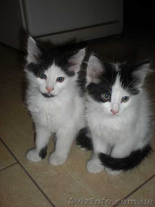 Двое из ларца  красивых пушистых котенка дарим в хорошие заботливые руки #794510