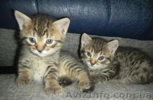 Очаровательные котята #789509