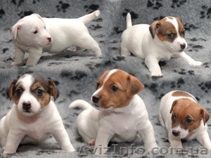  Продам щенков породы джек рассел с документами #789555