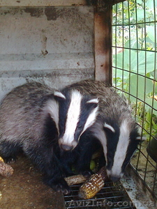 Продам барсуков  #789792