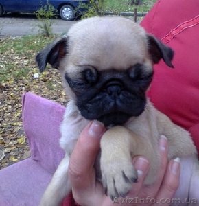 Продам щенков мопса и карликового пинчера #792278