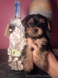 Продам щенков мини  йорк терера #799702