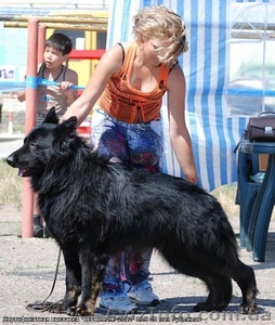 Предлагаются щенки немецкой овчарки #786061