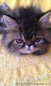 Эксклюзивный породный перс экстремал от заводчика #783864