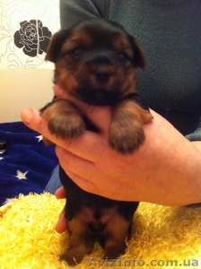 Прекрасные малыши йоркширского терьера #799359