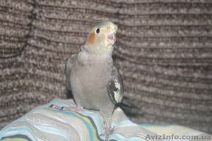 Попугайчик Корела #794110