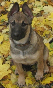 Щенки метисы ищут дом! #787366