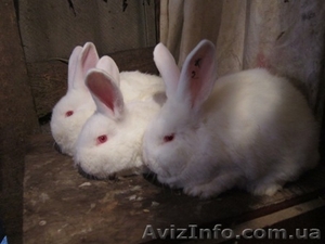 Продам молодняк калифорнийских кроликов  и НЗБ #767630