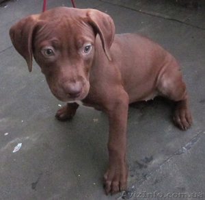 Щенки питбуля от адекватных родителей. #784481