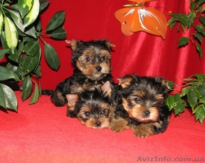  щенки йоркширского терьера #797688