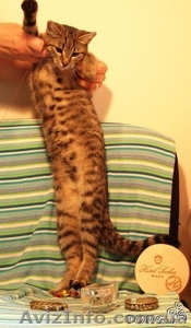 Изящная,  как гепард Иса,  в хорошие руки,  4, 5 мес. #788953