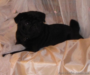 Очень перспективные щенки мопса черный и беж. #792063