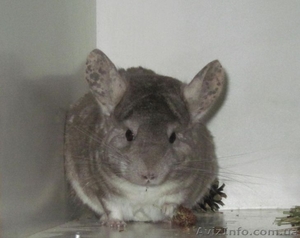 Шиншиллы самых красивых окрасов из домашнего питомника. #792062