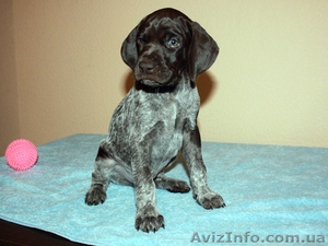 Щенки курцхаара в Виннице #797834