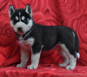Сибирский хаски щенки  КСУ  FCI  #797653