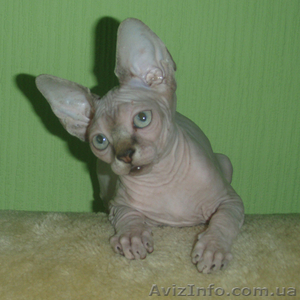 Самые хорошие котята в самые добрые ручки! #756348