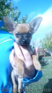 Той-терьер из дома Барфли #237193