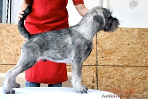 щенки Миттельшнауцера от новейших кровей для Украины! #789141