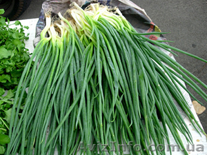 Продаю лук оптом!!!  #798339