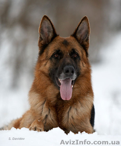 Дрессировка овчарки в Харькове #793493