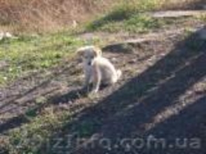 отдам щенков дворняжек #797937