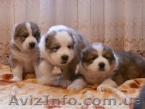 Щенки алабая ( среднеазиатской овчарки ). #800368