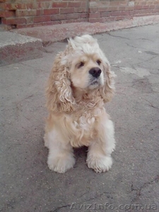 Предлагаю для вязки или продам  #786346